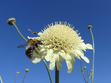 Cephalaria gigantea