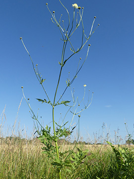 Cephalaria gigantea