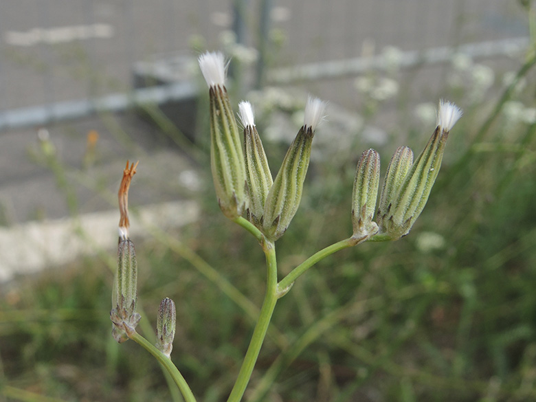 Chondrilla juncea