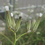 Chondrilla juncea