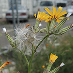 Chondrilla juncea