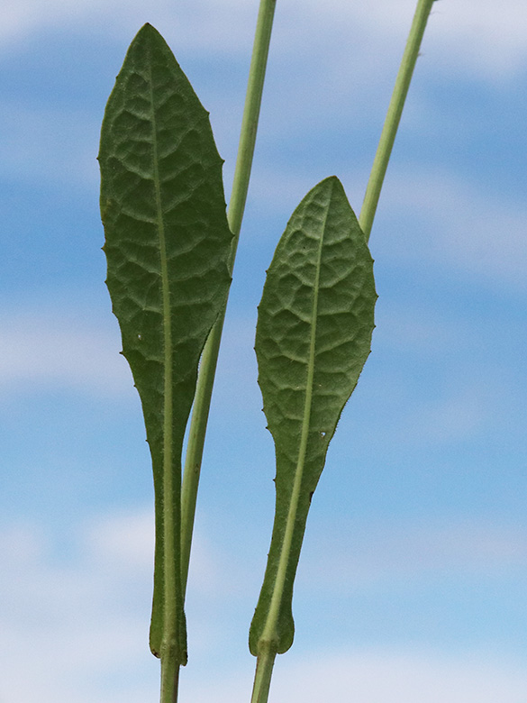 Crepis mollis