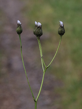 Crepis mollis