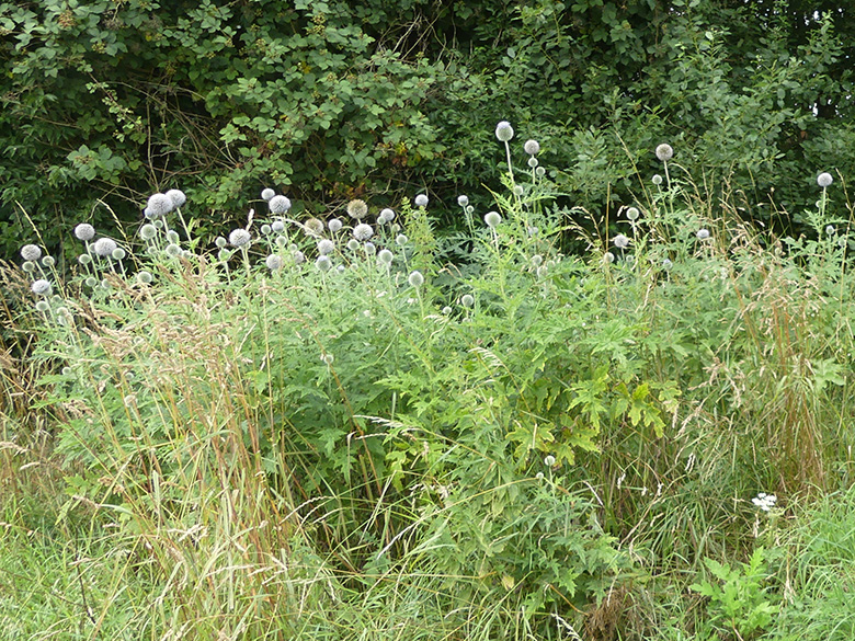 Echinops exaltatus