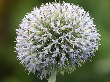 Echinops exaltatus