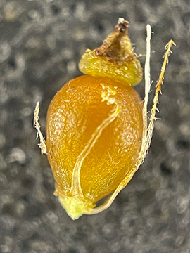 Eleocharis palustris