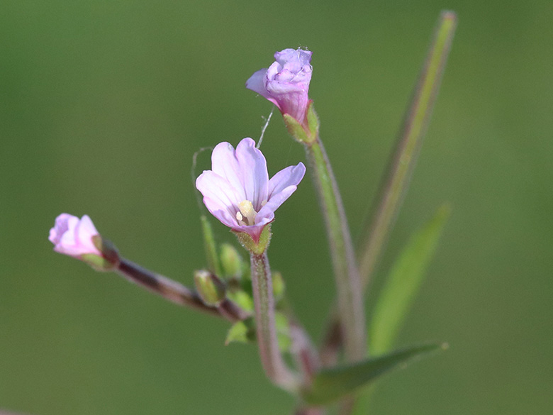 Epilobium palustre