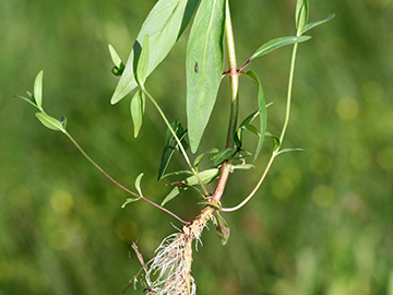 Epilobium palustre