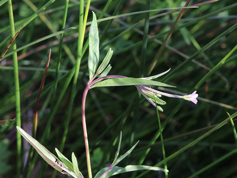 Epilobium palustre