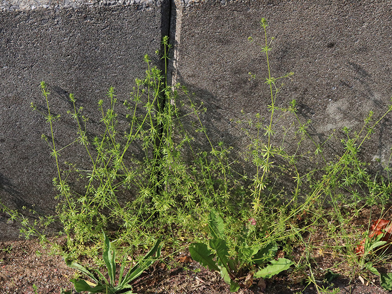 Galium parisiense