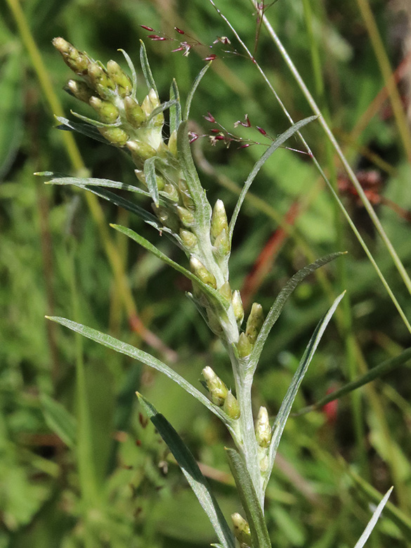 Gnaphalium sylvaticum