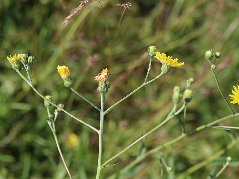 Hieracium umbellatum