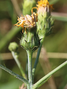 Hieracium umbellatum
