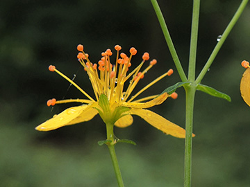 Hypericum pulchrum