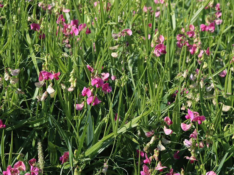 Lathyrus sylvestris