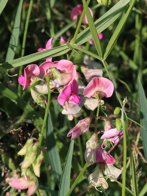 Lathyrus sylvestris