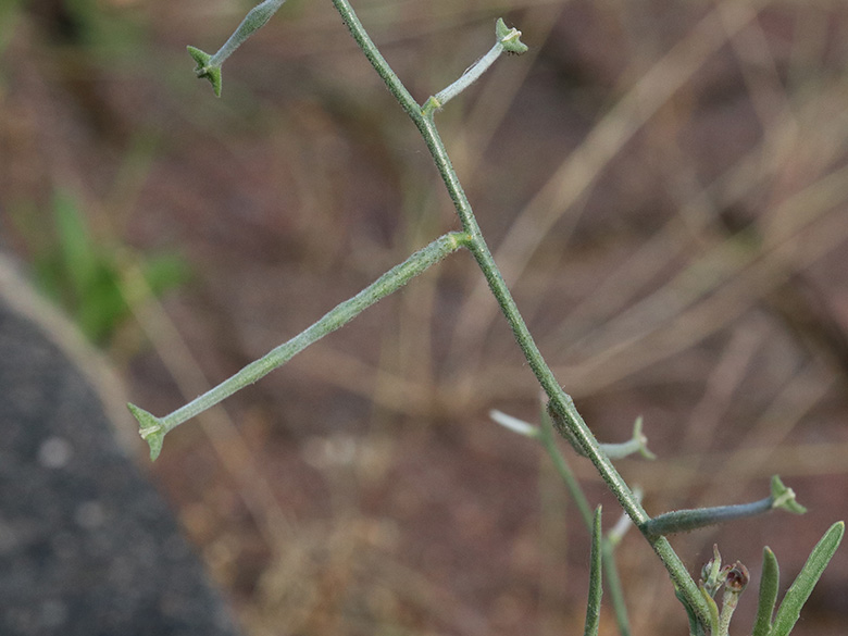 Matthiola longipetala