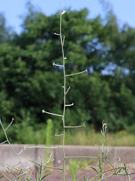 Matthiola longipetala