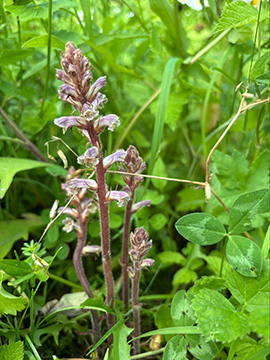 Orobanche minor