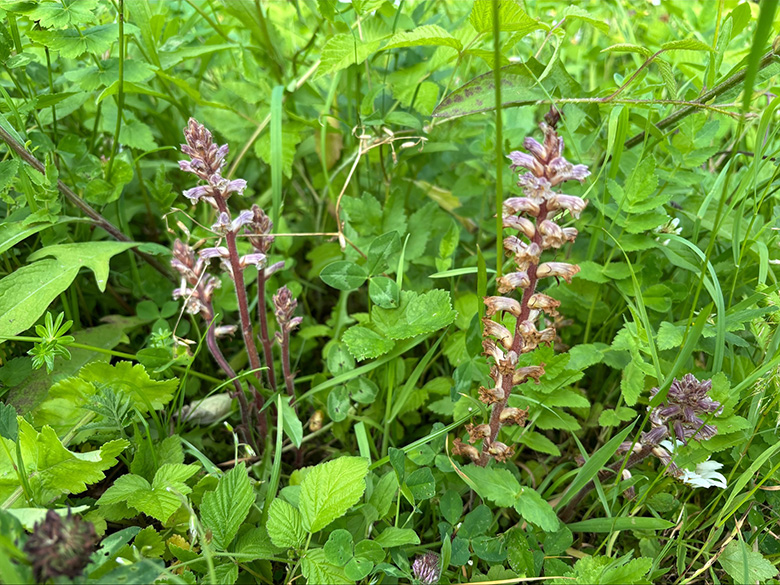 Orobanche minor