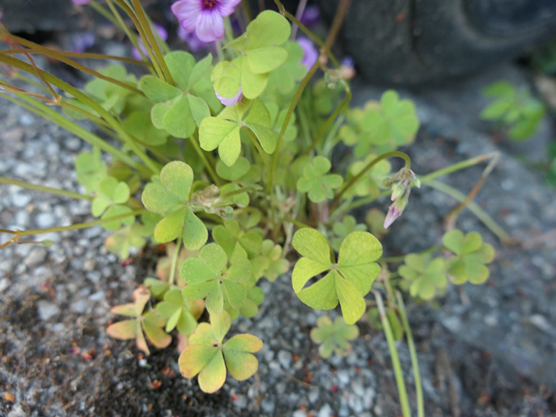 Oxalis articulata