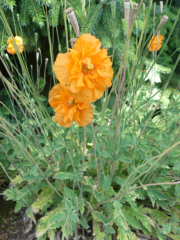 Papaver atlanticum