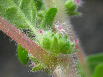 Parietaria judaica