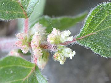 Parietaria judaica