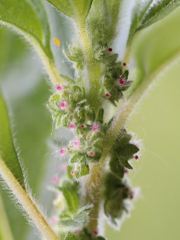 Parietaria judaica