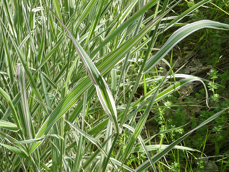 Phalaris arundinacea Picta