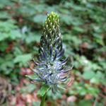 Phyteuma adulterinum
