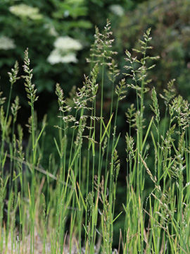 Poa compressa