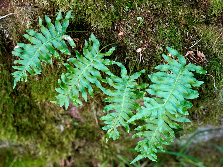 Polypodium font-queri