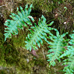 Polypodium font-queri