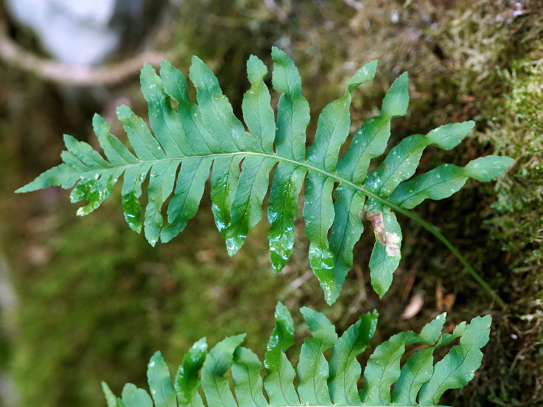Polypodium font-queri