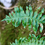 Polypodium font-queri