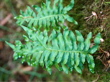 Polypodium font-queri