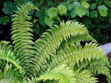 Polystichum wirtgenii