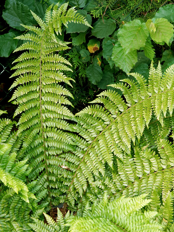 Polystichum wirtgenii