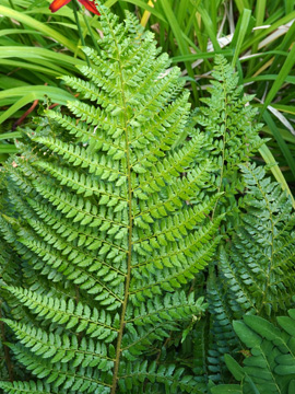 Polystichum wirtgenii