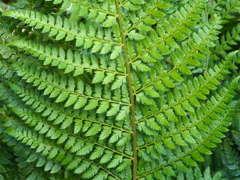 Polystichum wirtgenii