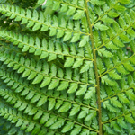 Polystichum wirtgenii