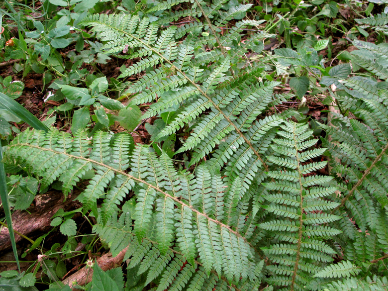 Polystichum wirtgenii
