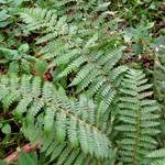 Polystichum wirtgenii