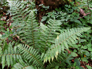 Polystichum wirtgenii