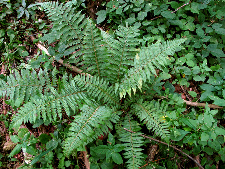 Polystichum wirtgenii