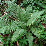 Polystichum wirtgenii