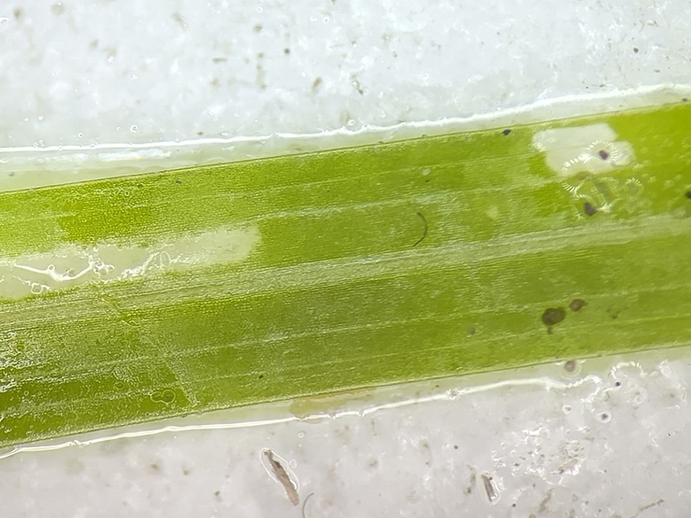 Potamogeton friesii