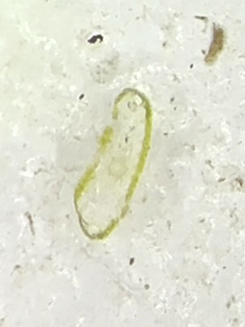 Potamogeton friesii