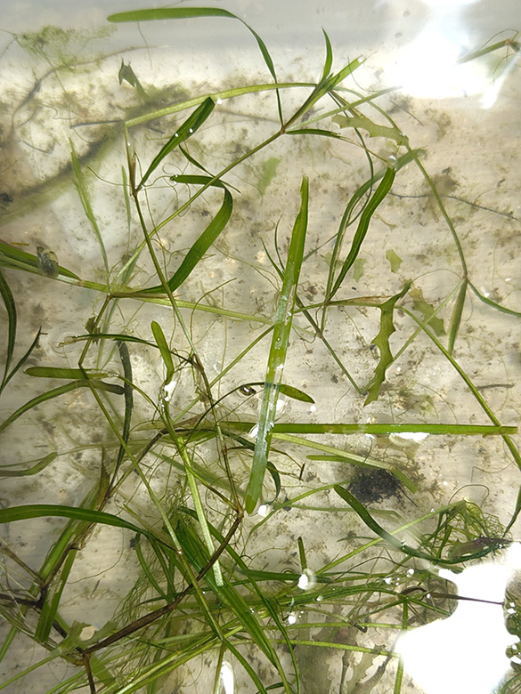 Potamogeton friesii
